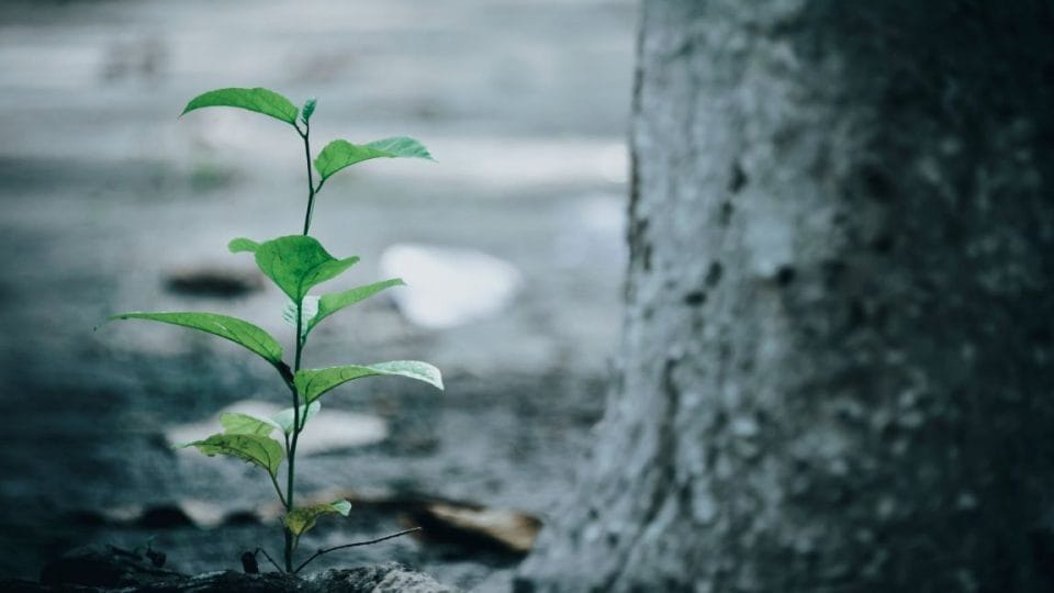 Plant Along Side The Tree   Build High Self Esteem