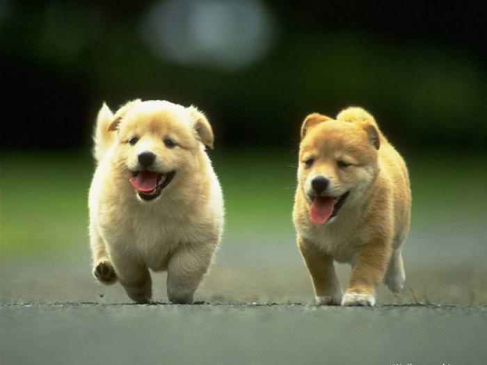 workout buddy