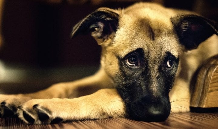 TrendingUs - Adopt a Dog from Shelter