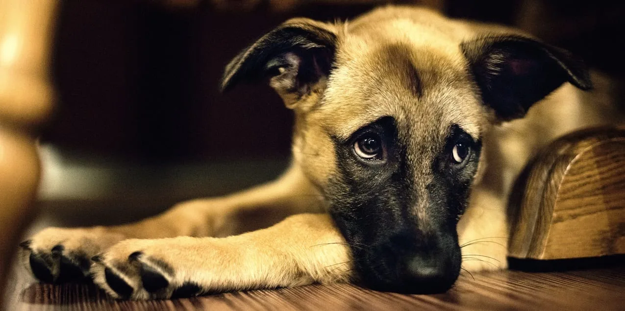 Trendingus - adopt a dog from shelter