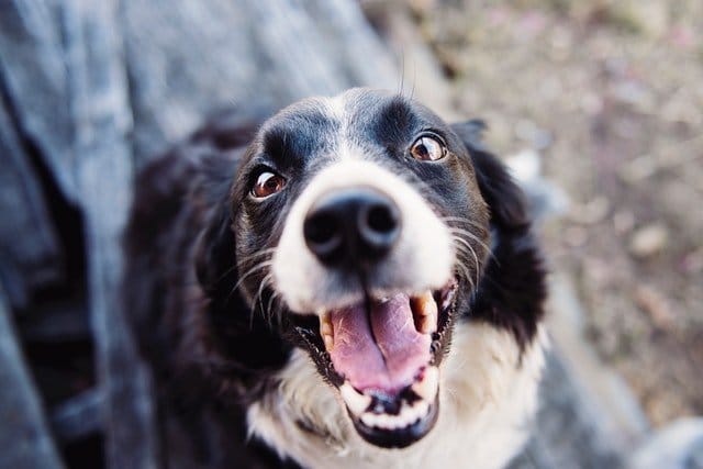 Dog Laughing