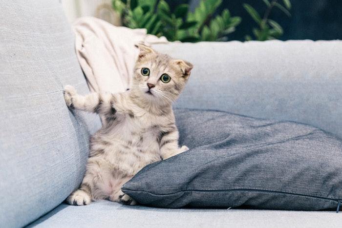 Signs of heartworm in cats