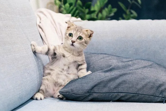 Signs of heartworm in cats