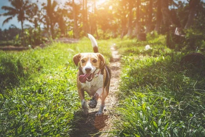Adopt dog