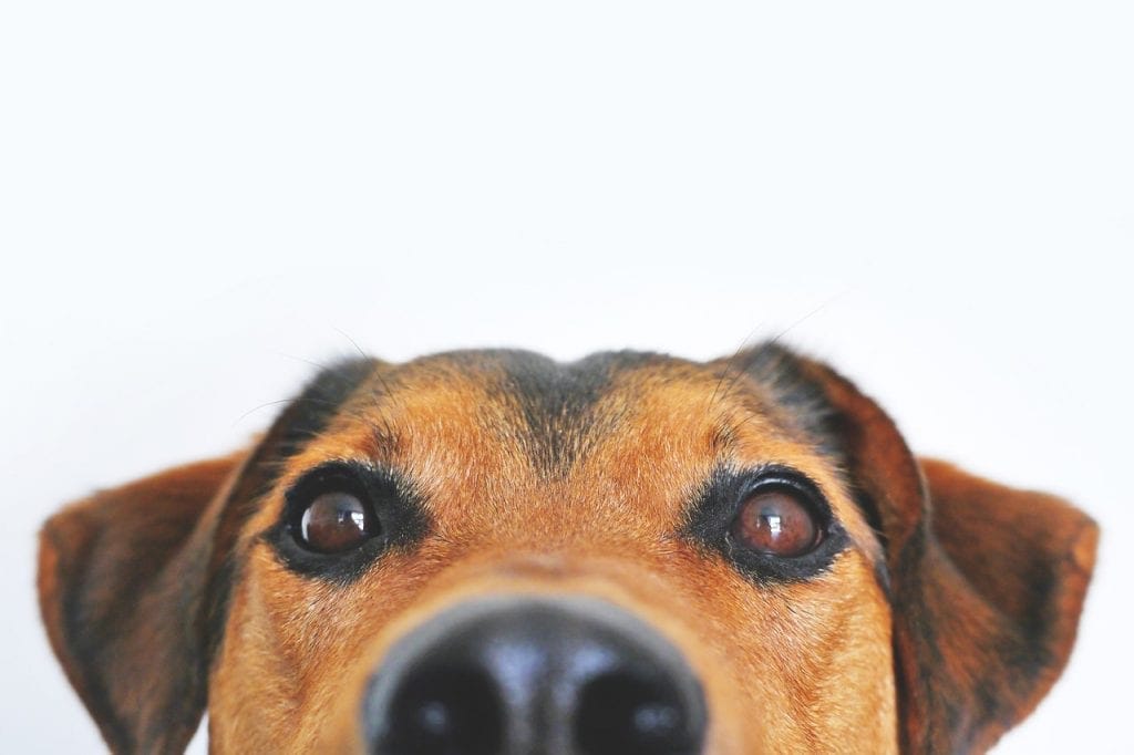 Save abused animals