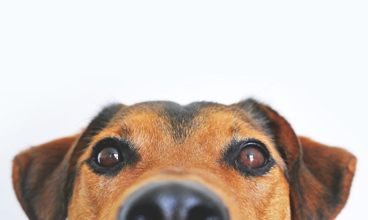 save abused animals