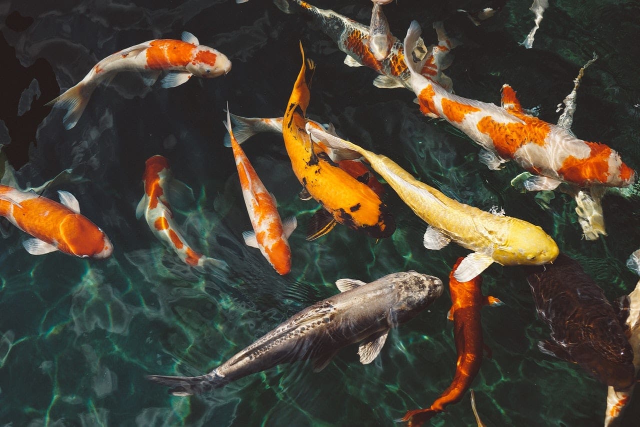 7 Best Species Of Fish For Your Backyard Pond - 14