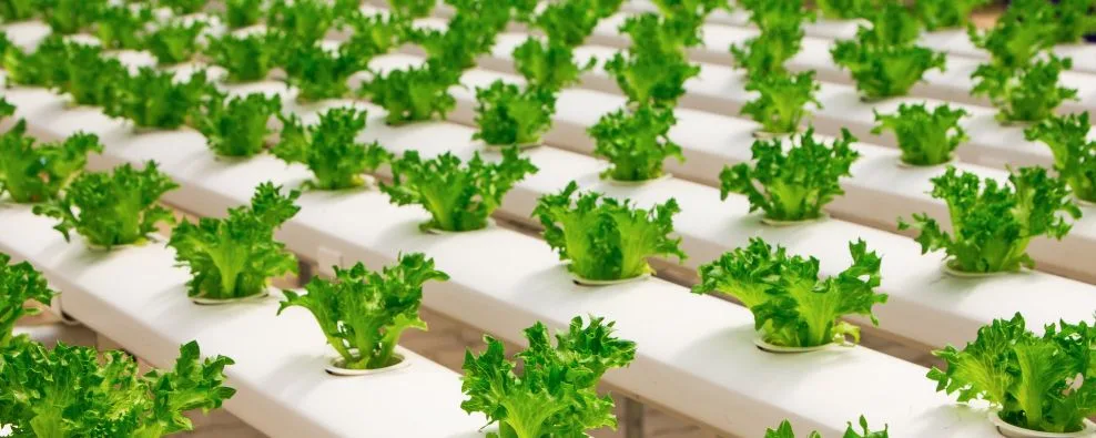 Grow room