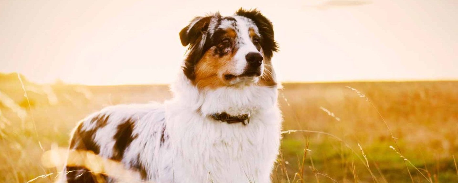 australian shepard corgi