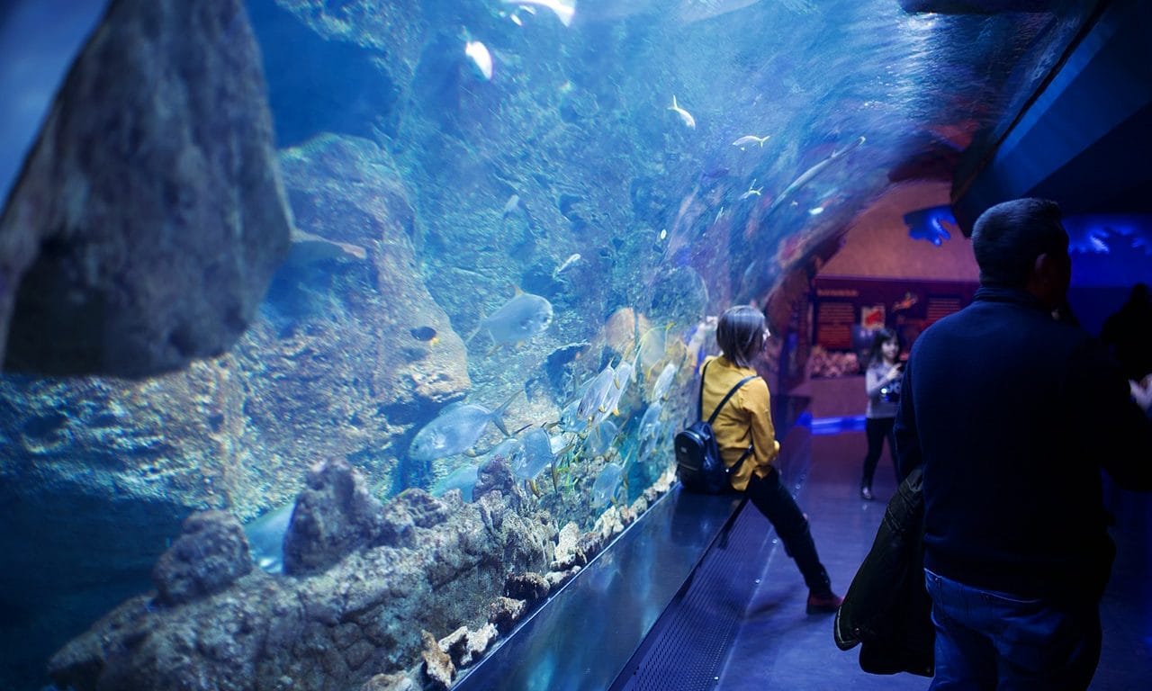 Fishkeeping For Mental Health And Stress