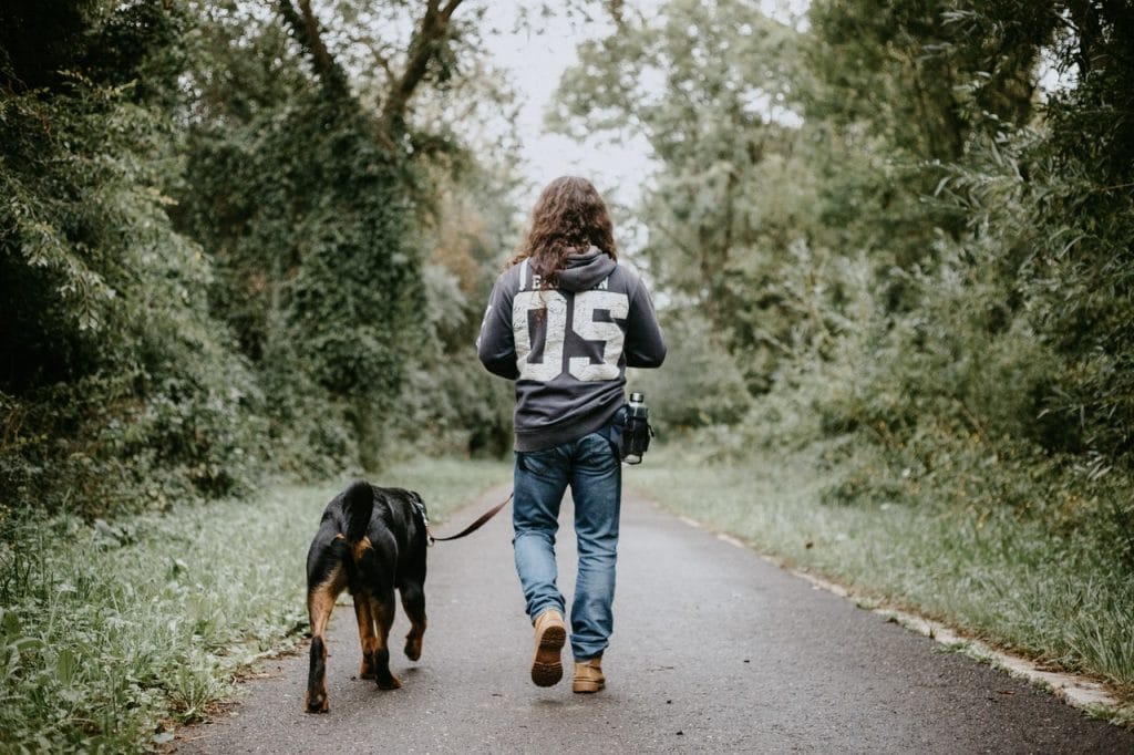 Insect sting in dogs,