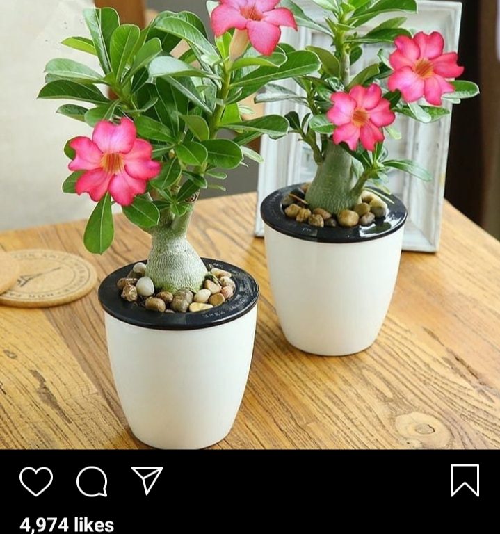 Trending Instagram Caption Flower