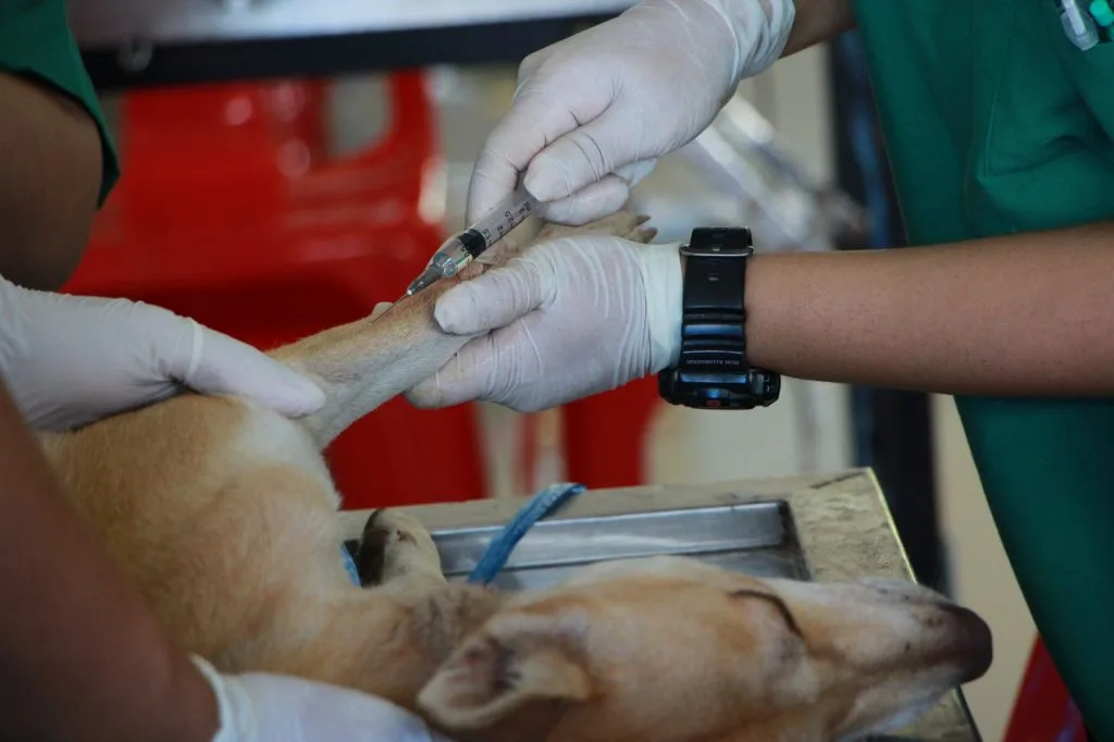 Certifications does a veterinarian need