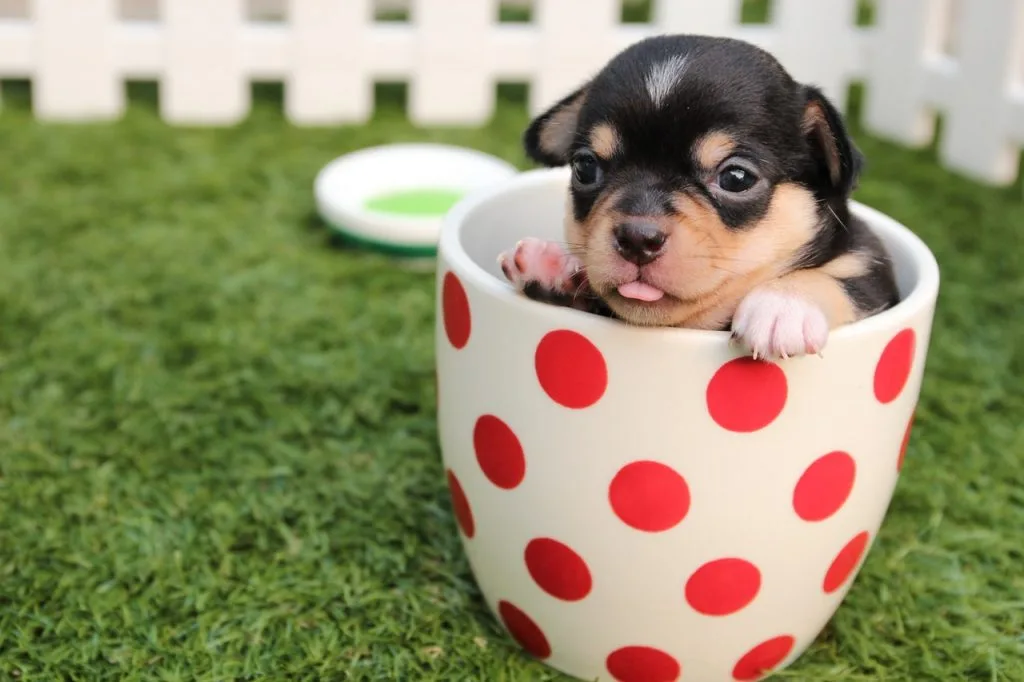 Adorable comments for dogs