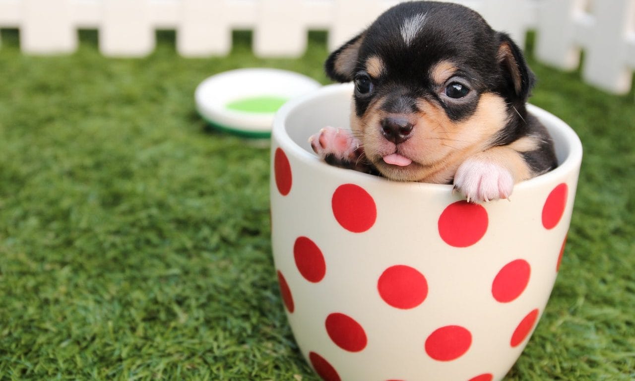 Adorable Comments For Dogs