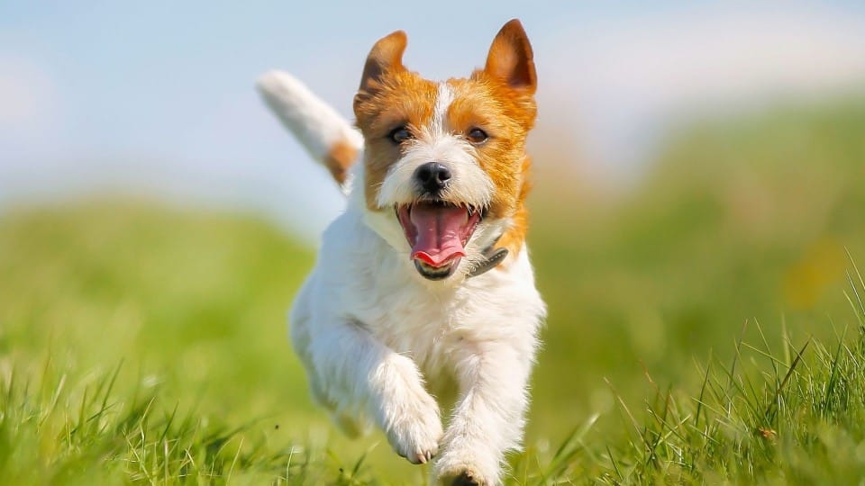 Animals Who Doesn’t Love Cats And Dogs