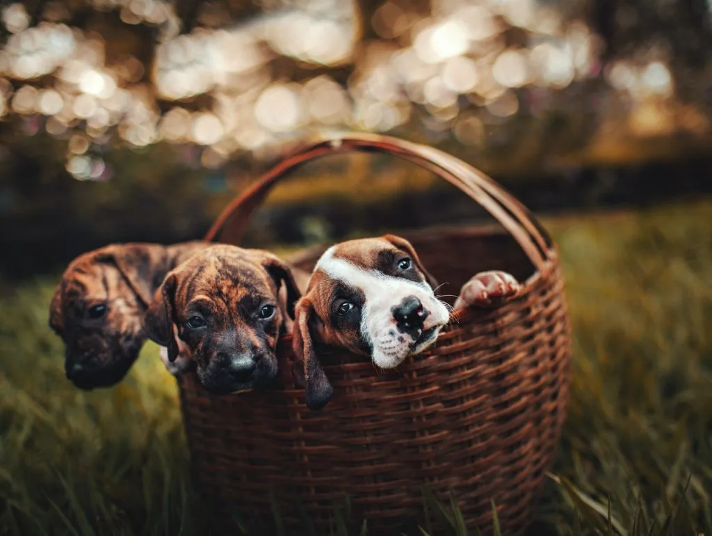 Benefits from having pets in your life