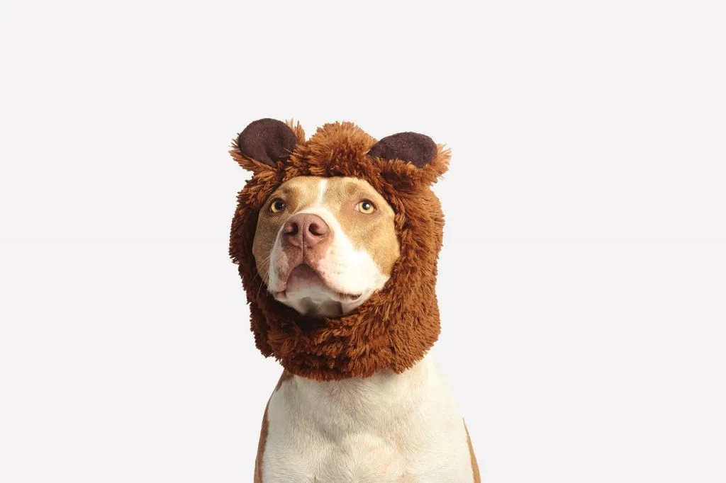 Key things in training your senior dogs