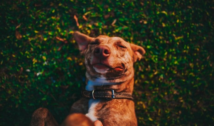 Pet For Improving Mental Health