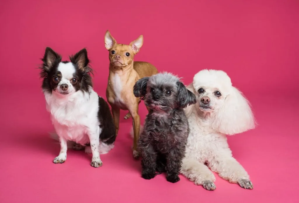 Best captions for dog posts on instagram