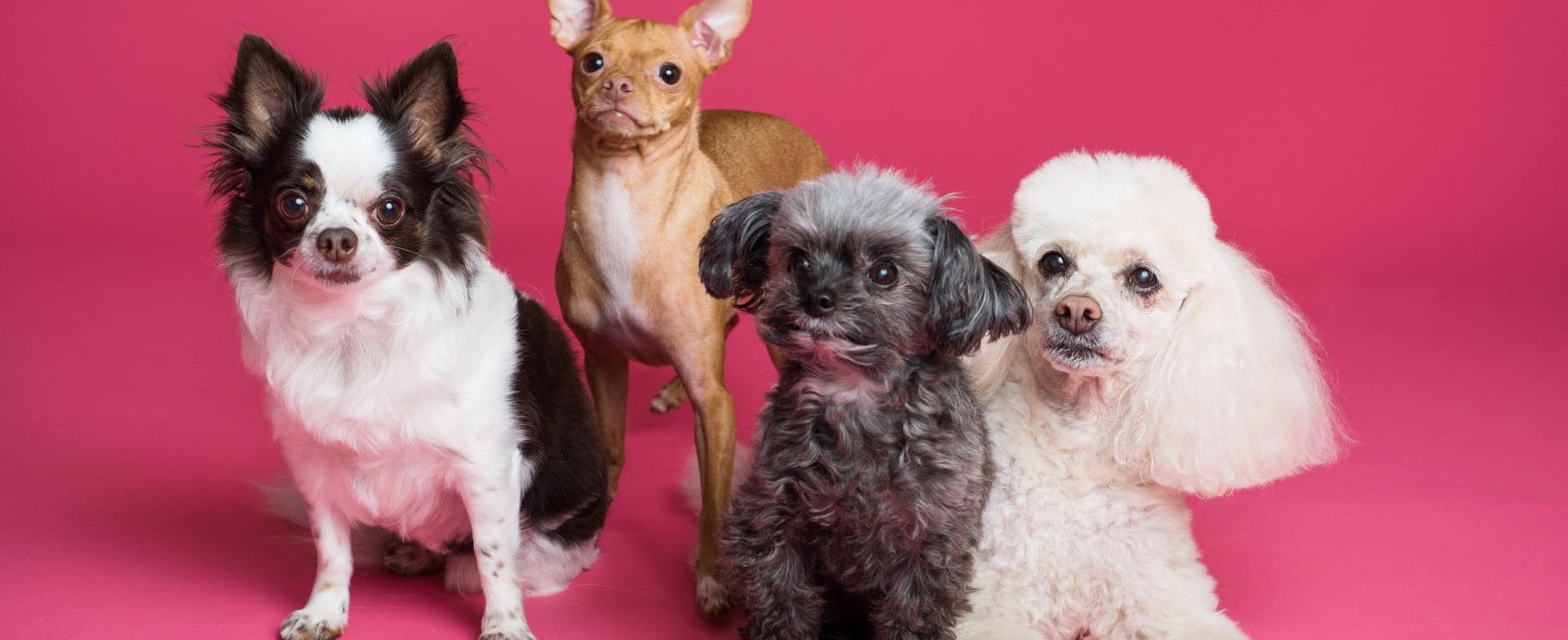 Best Captions For Dog Posts On Instagram