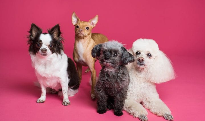 Best Captions For Dog Posts On Instagram