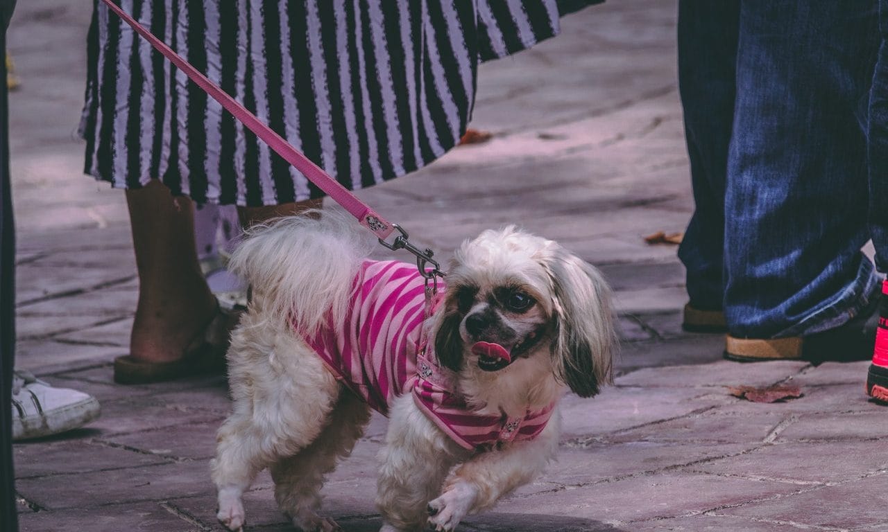 Millennials Are Choosing Canines Over Kids