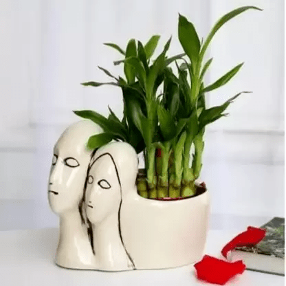 Indoor Plants Thoughtful Couple Gift