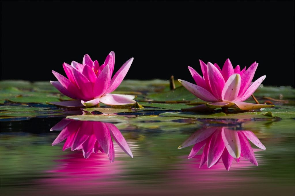 Bloomy instagram captions for flower photos