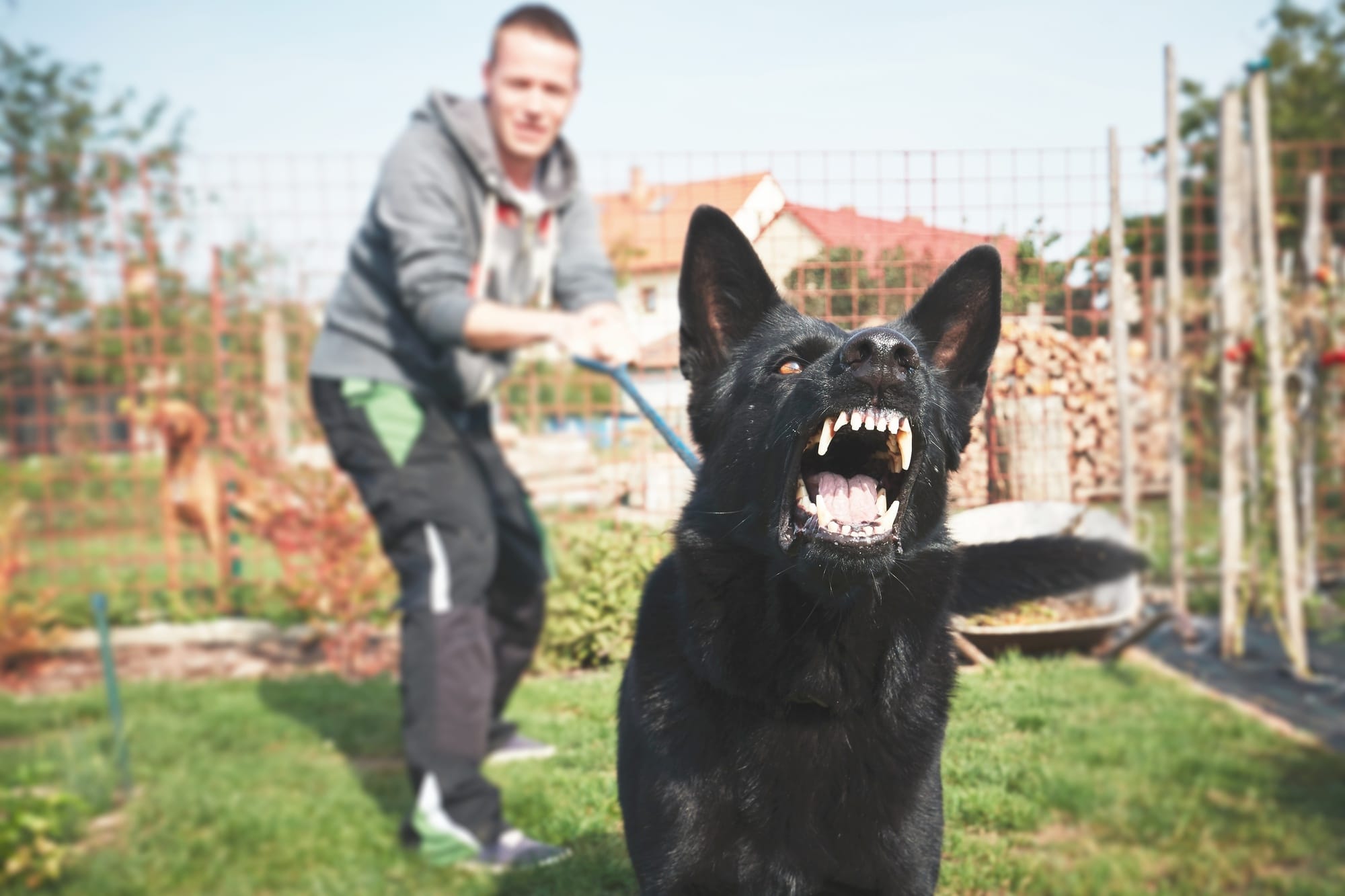 Better Pet Behavior How to Train an Aggressive Dog » Trending Us