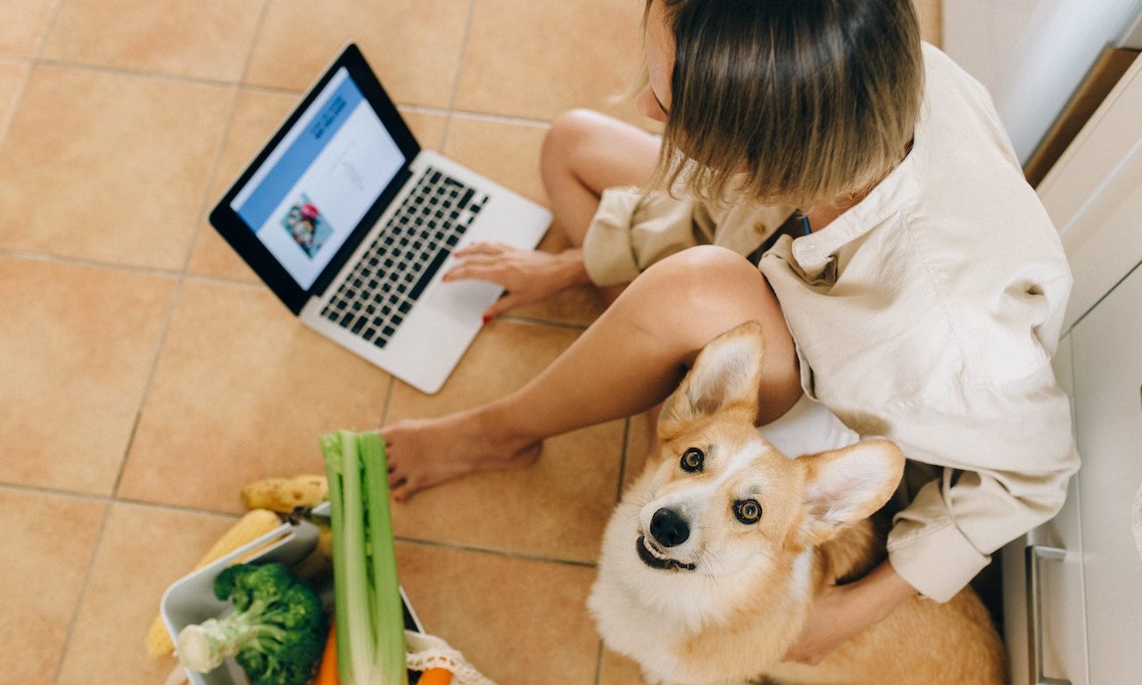 How You Can Train Your Pet For A Store Visit