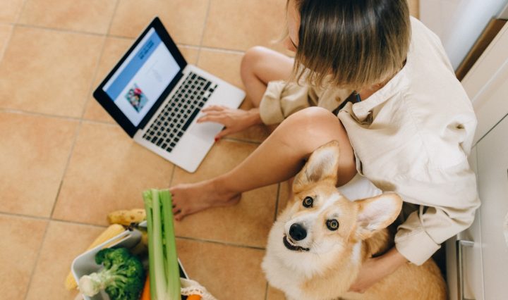 How You Can Train Your Pet For A Store Visit