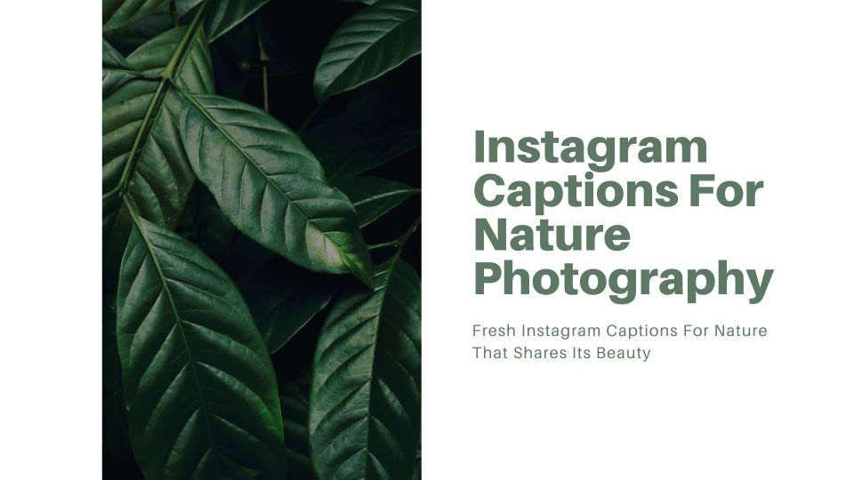 Instagram Captions For Nature Photography