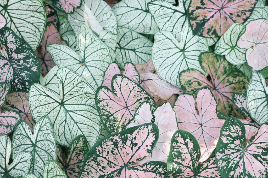 Trending instagram captions for aesthetic pictures