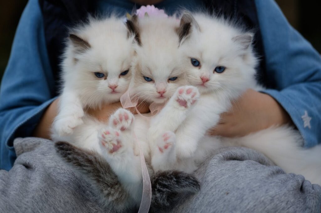 Top comments for pets