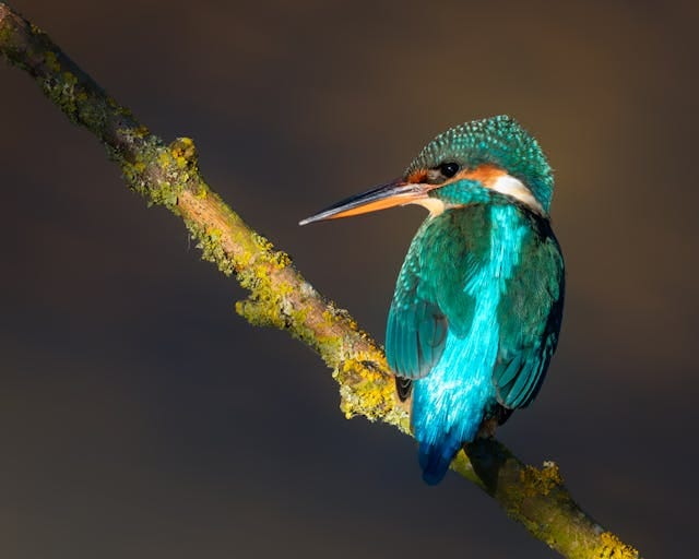 Best hashtags for bird photography