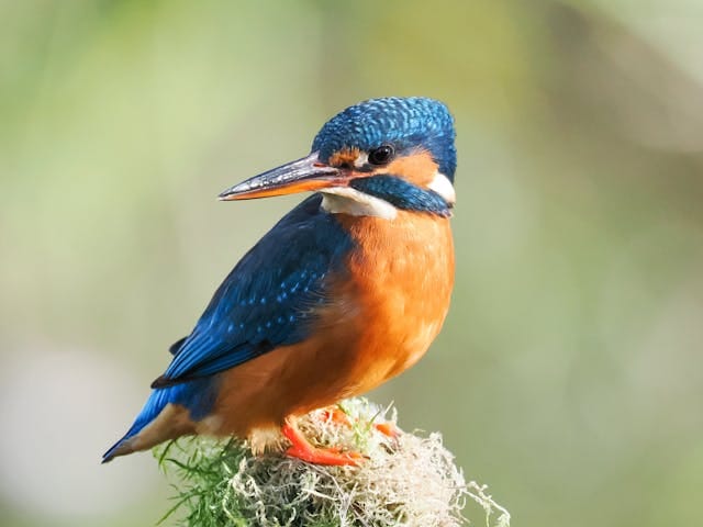 Birds hashtags for reels