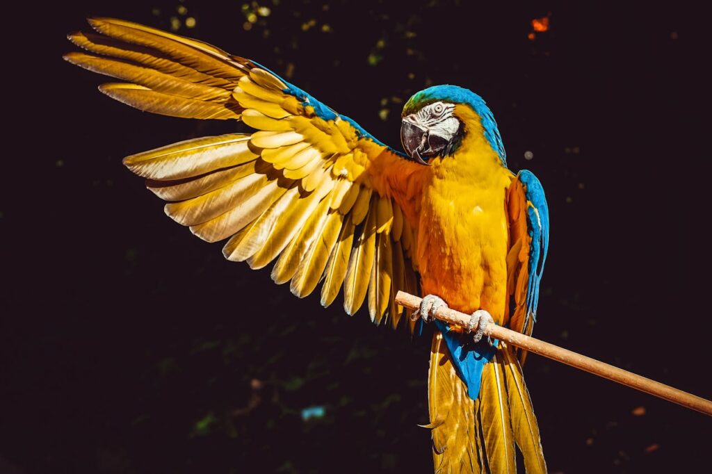 Hashtags for bird photography