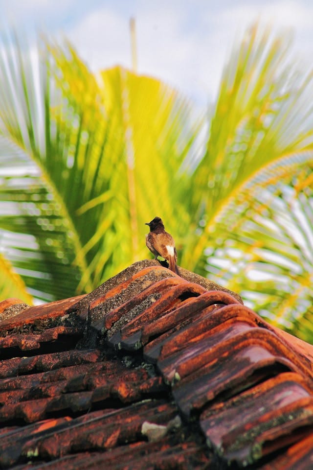 How to craft unique hashtags for bird photography every time