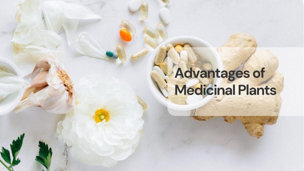 Advantages of medicinal plants