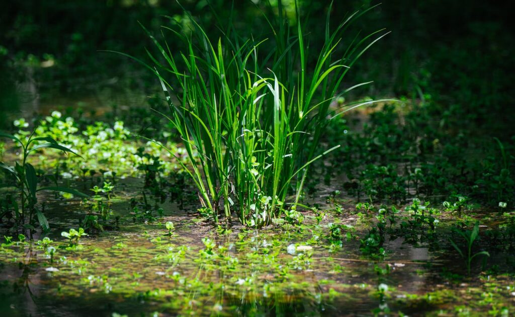 Aquatic plants and their names
