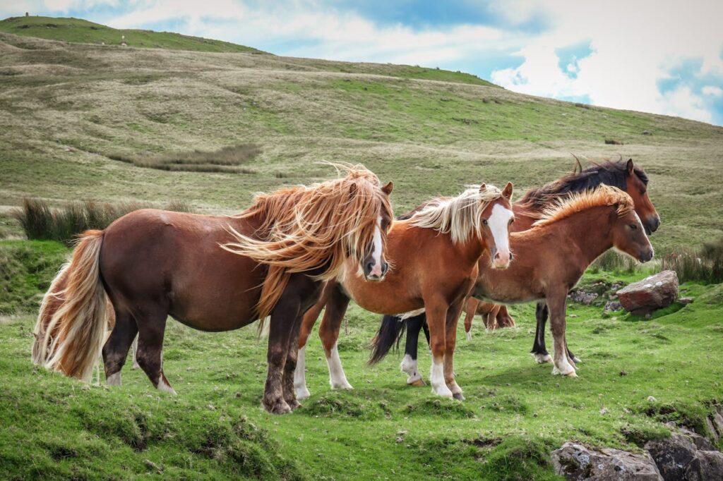 Best horse name ideas for your pony
