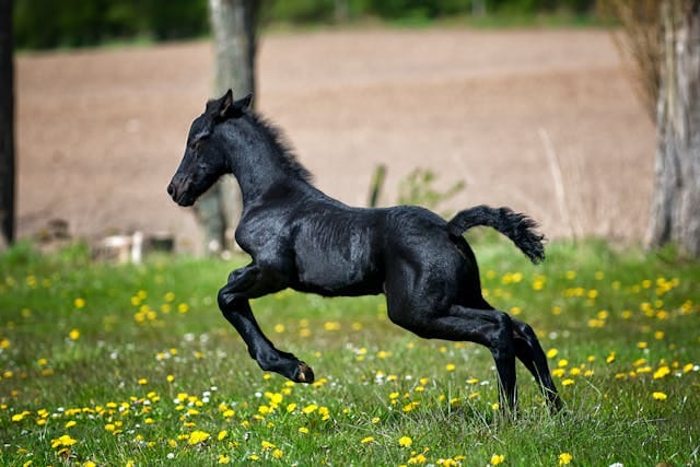 Black horse names