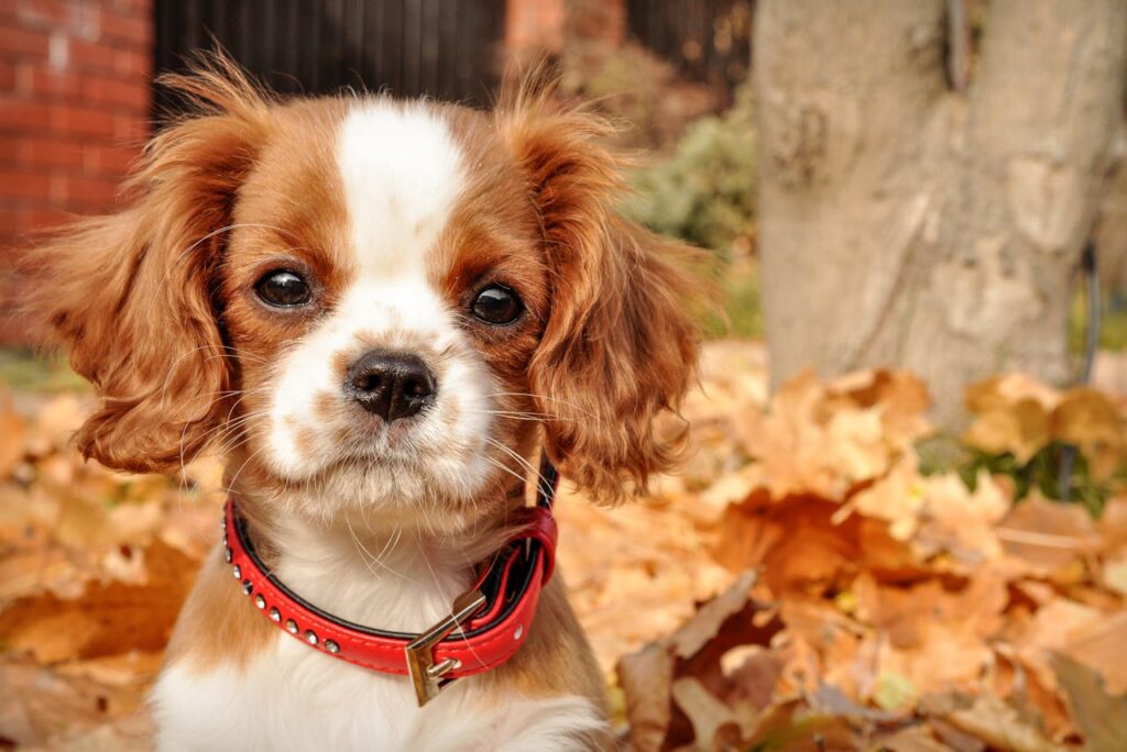 Boy dog names