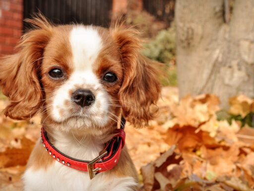 Boy dog names