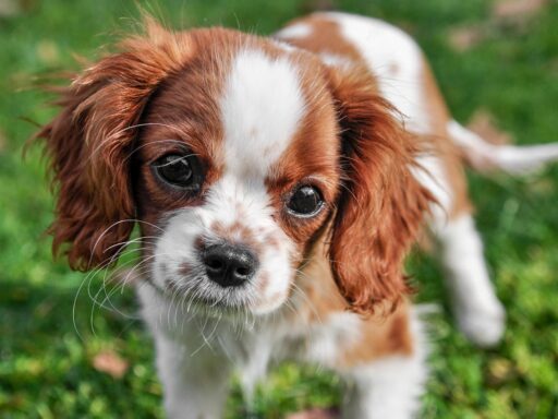 Cute dog name ideas
