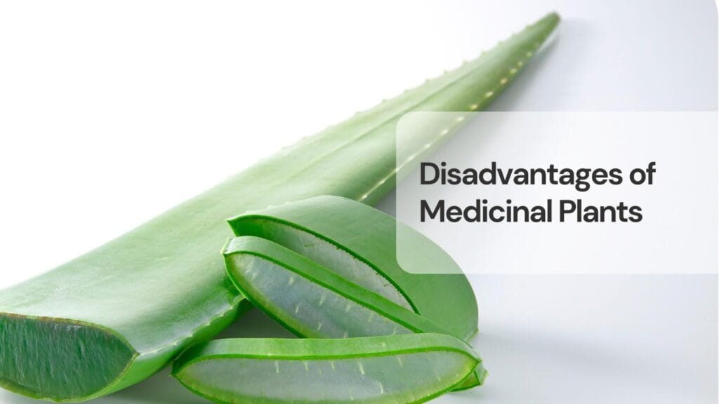 Disadvantages of medicinal plants