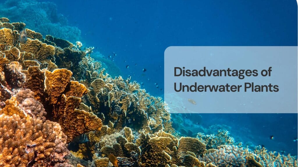 Disadvantages of underwater plants