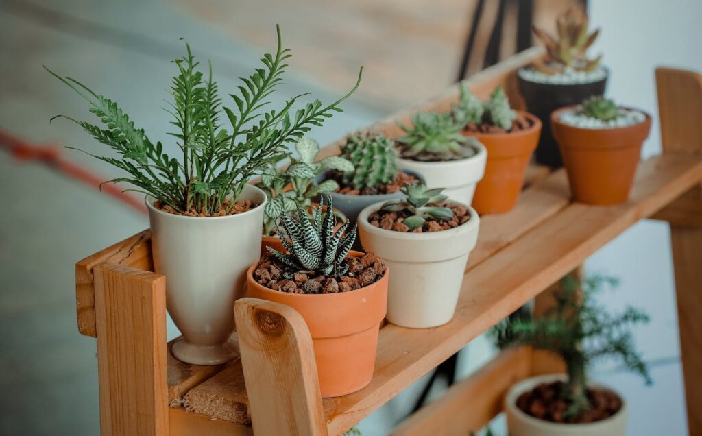 Indoor plants names