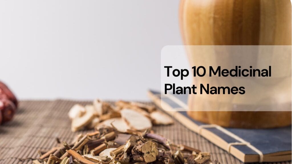 Top 10 medicinal plant names